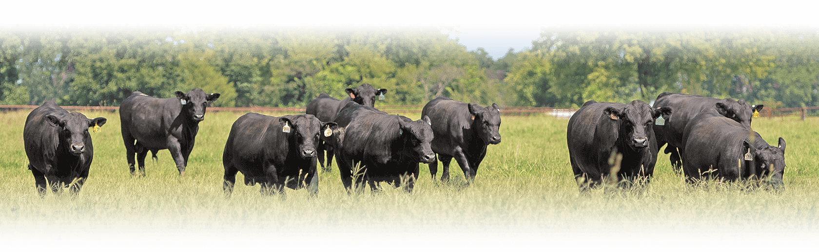 Bulls in a pasture