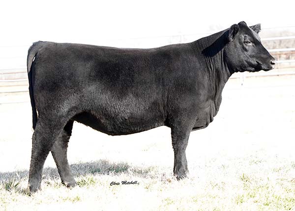 Angus bulls for sale Angus females for sale Hinkle s Prime Cut