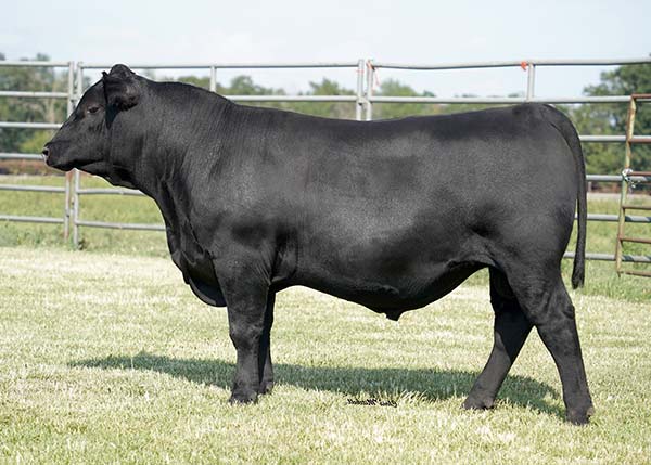 Reference sires Lineage of Hinkle genetics Hinkle s Prime Cut