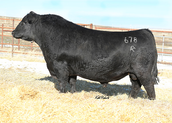 EPDs Angus Genetics Hinkle s Prime Cut Angus