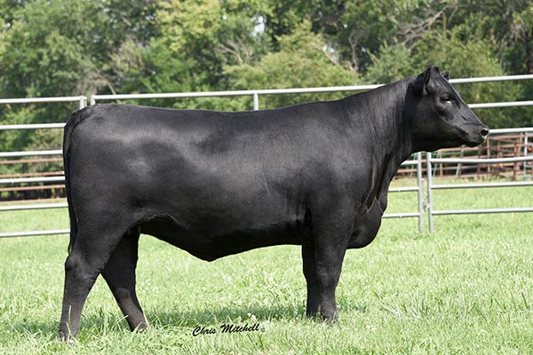 EPDs Angus Genetics Hinkle s Prime Cut Angus