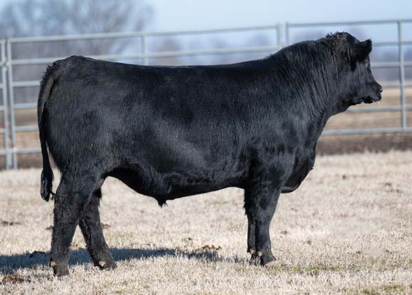 Angus bulls for sale Angus females for sale Hinkle s Prime Cut