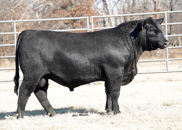 Angus bulls for sale Angus females for sale Hinkle s Prime Cut