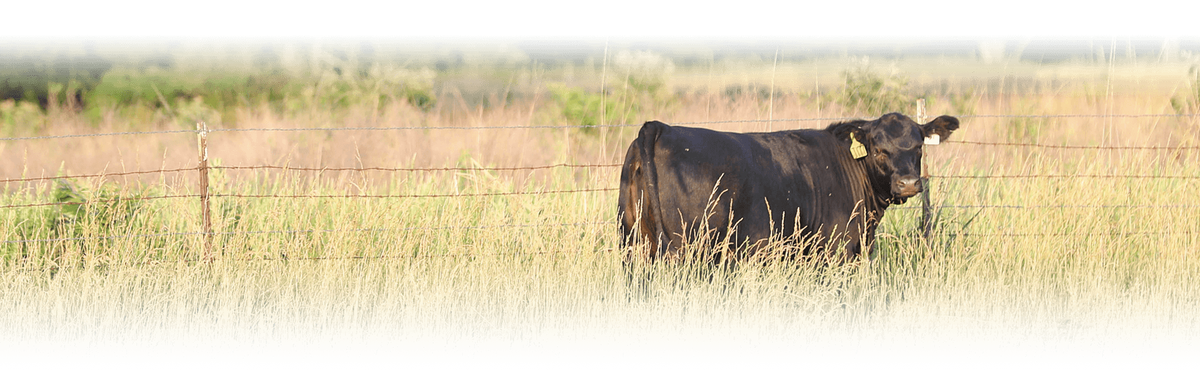 Bull in Tall Grass